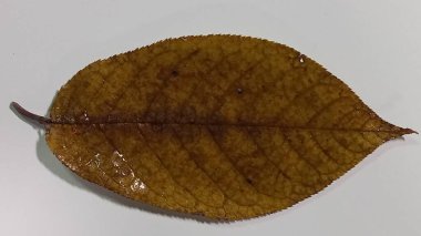 Beyaz arka planda izole edilmiş düşen bir elma ağacı yaprağı. İzole edilmiş elma yaprağı.