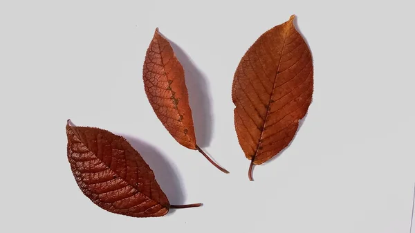 Uma folha de macieira caindo isolada em um fundo branco. Folha de maçã isolada. — Fotografia de Stock