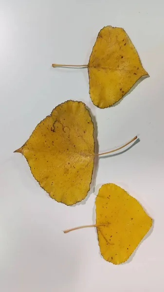 Hoja de álamo sobre fondo blanco. Hojas de álamo amarillo aisladas. —  Fotos de Stock