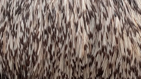 La textura de un pájaro Emu. El plumaje de un pájaro emú. El patrón del opérculo —  Fotos de Stock