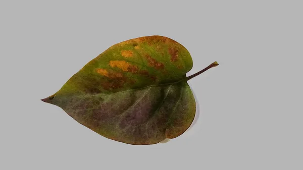 Groene herfst lila blad geïsoleerd op een witte achtergrond. — Stockfoto