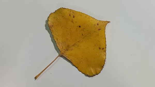 Hoja de álamo sobre fondo blanco. Hojas de álamo amarillo aisladas. — Foto de Stock