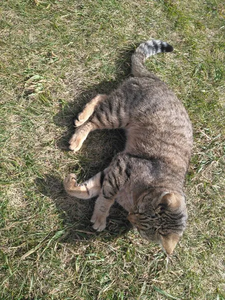 En tamkatt i det gröna gräset. Grå katt i gräset, närbild. — Stockfoto