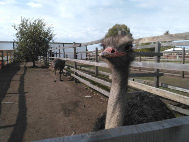 Devekuşunun başı. Kümes hayvanları bahçesinde büyük bir devekuşu. Mavi gökyüzü arkaplanındaki devekuşunun yakın plan portresi..