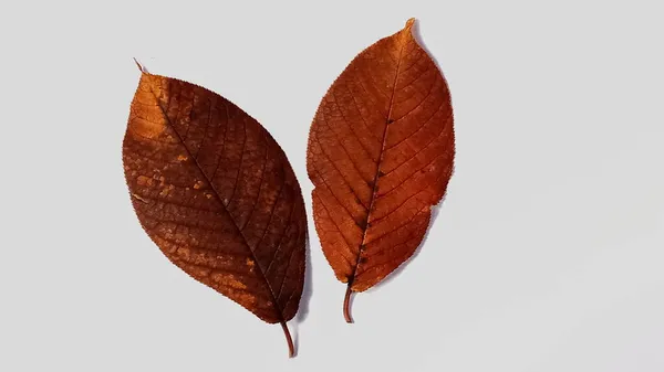 Ξηρό Πεσμένο Καφέ Κόκκινο Φύλλο Φθινοπωρινής Μηλιάς Ένα Φύλλο Μηλιάς — Φωτογραφία Αρχείου