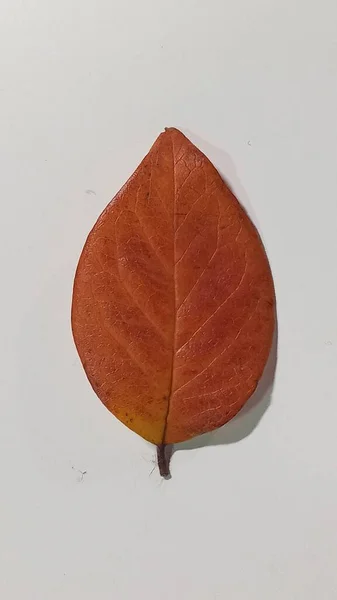 Bela folha de outono colorido isolado no fundo branco . — Fotografia de Stock