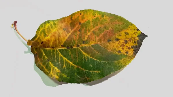 Een vallend appelboomblad geïsoleerd op een witte achtergrond. Geïsoleerd appelblad. — Stockfoto