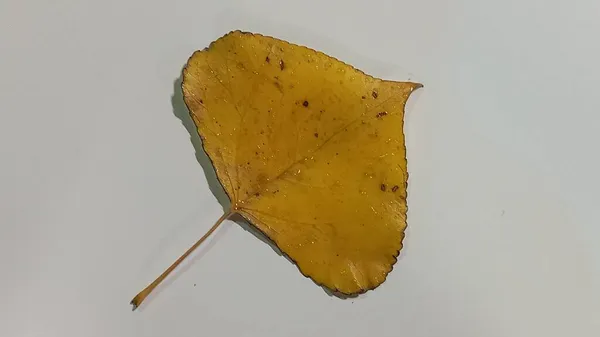 Φύλλο λεύκας σε λευκό φόντο. Απομονωμένα κίτρινα φύλλα λεύκας. — Φωτογραφία Αρχείου