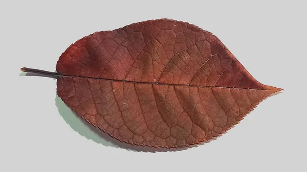 Una hoja de manzano que cae aislada sobre un fondo blanco. Hoja de manzana aislada. — Foto de Stock