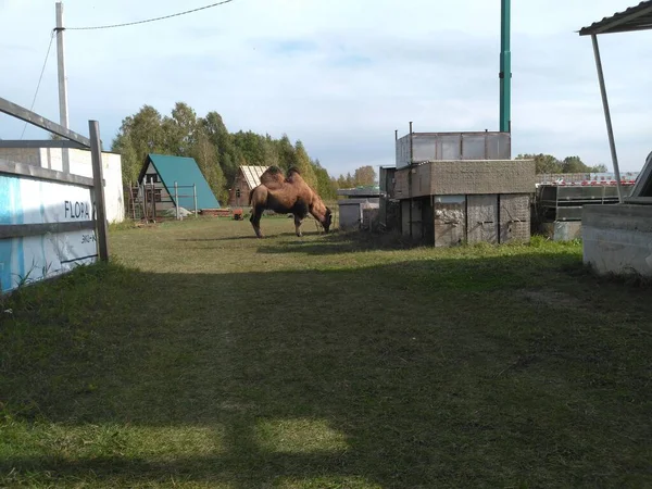 Velbloud na farmě na Sibiři. Dvojitě hrbatý velbloud, nebo bactrian. — Stock fotografie