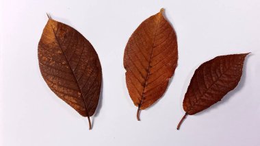 Beyaz arka planda izole edilmiş düşen bir elma ağacı yaprağı. İzole edilmiş elma yaprağı.