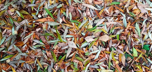 Nahaufnahme von leuchtend gelben Weidenblättern. Abstrakter Herbst-Hintergrund. Fantastisch lebendige Blätter auf dem Gras. — Stockfoto