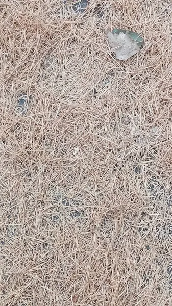 Fundo texturizado do chão da floresta de outono. Folha seca de uma árvore em um fundo amarelo de agulhas de cotovelo caídas, horizontalmente. — Fotografia de Stock