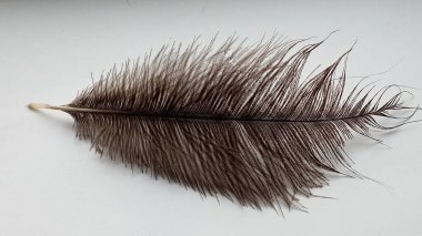 Beyaz arka planda tek devekuşu tüyü. Yumuşak kuş tüyü dokusu