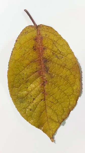 Una hoja de manzano que cae aislada sobre un fondo blanco. Hoja de manzana aislada. —  Fotos de Stock