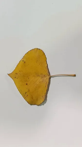 Hoja de álamo sobre fondo blanco. Hojas de álamo amarillo aisladas. —  Fotos de Stock