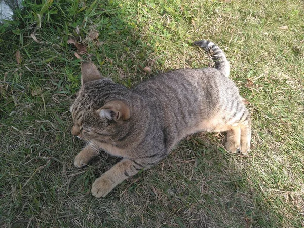 Een huiskat in het groene gras. Grijze kat in het gras, close-up. — Stockfoto