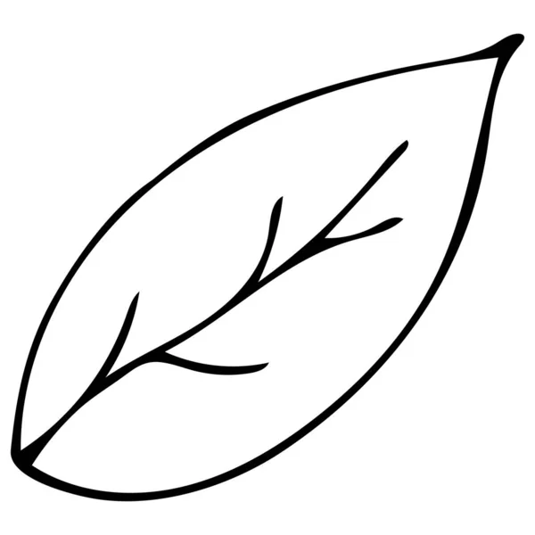 Zwart-wit met de hand getekend blad geïsoleerd op witte achtergrond. — Stockvector