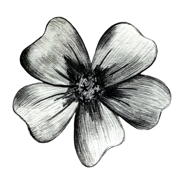 Fekete-fehér kézzel rajzolt Marigold Virág elszigetelt fehér háttér. — Stock Fotó