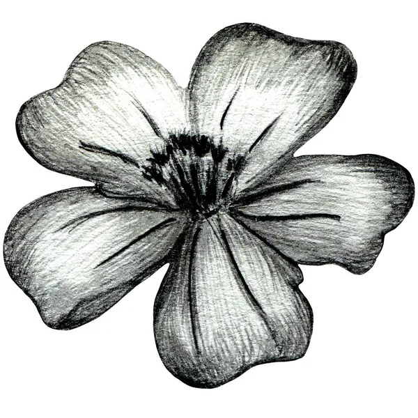 Fleur de souci dessinée à la main noire et blanche isolée sur fond blanc. — Photo