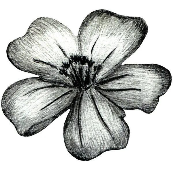 Flor de caléndula dibujada a mano en blanco y negro aislada sobre fondo blanco. — Foto de Stock