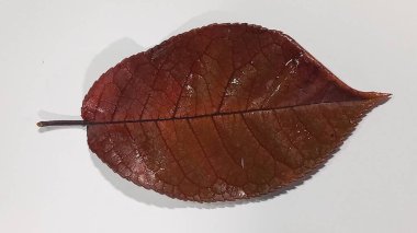 Beyaz arka planda izole edilmiş düşen bir elma ağacı yaprağı. İzole edilmiş elma yaprağı.