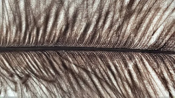 Plume d'autruche unique sur fond blanc. Texture de plume d'oiseau doux — Photo