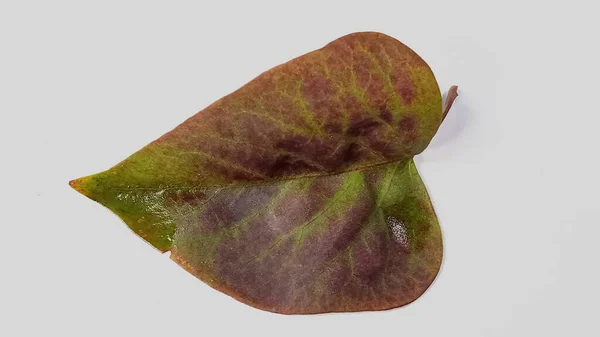 Hoja verde lila de otoño aislada sobre un fondo blanco. —  Fotos de Stock