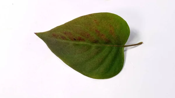 Πράσινο φύλλο πασχαλιάς του φθινοπώρου απομονωμένο σε λευκό φόντο. — Φωτογραφία Αρχείου