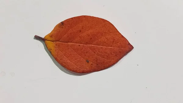 Piękny kolorowy jesień liść na białym tle. — Zdjęcie stockowe