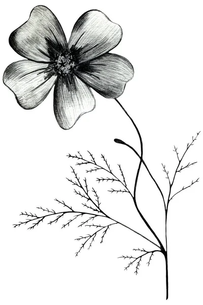 黑色和白色手绘花，白色背景下分离. — 图库照片