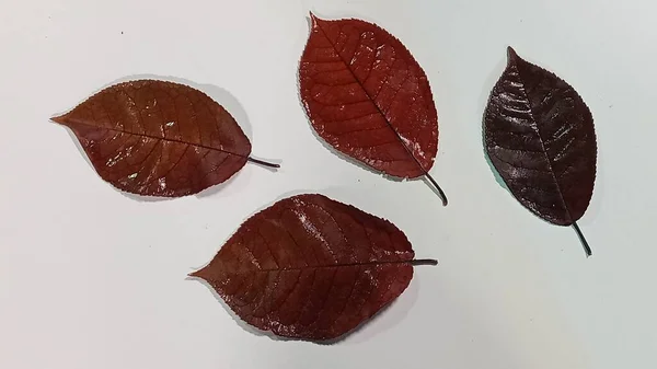 Een vallend appelboomblad geïsoleerd op een witte achtergrond. Geïsoleerd appelblad. — Stockfoto