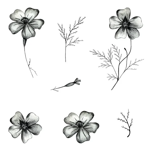 Conjunto de flor de calêndula desenhada à mão preta e branca isolada no fundo branco. — Fotografia de Stock