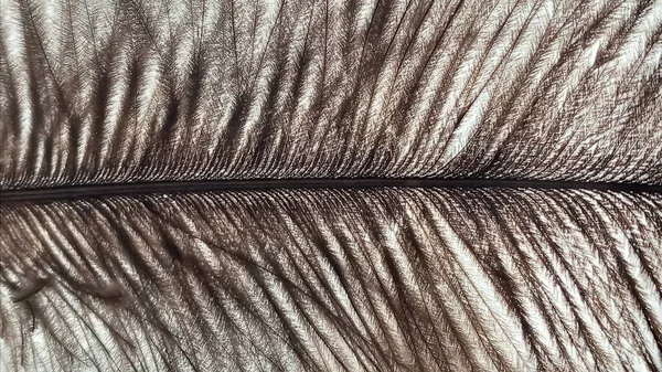 Samostatné pštrosí pírko na bílém pozadí. Měkká textura ptačího peří — Stock fotografie