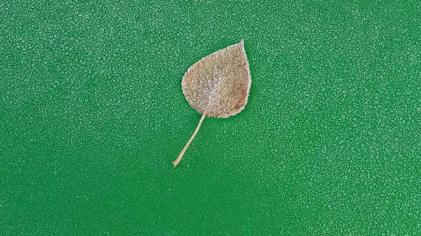 La capucha congelada del coche. Escarcha en la superficie metálica de un coche con una hoja de otoño congelada. —  Fotos de Stock