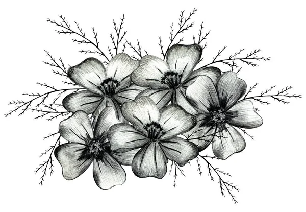 Fekete-fehér kézzel rajzolt Marigold Virág összetétel. — Stock Fotó