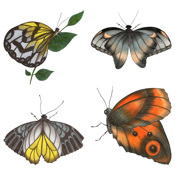カラフルな蝶の手描きイラストのセット. — ストックベクタ
