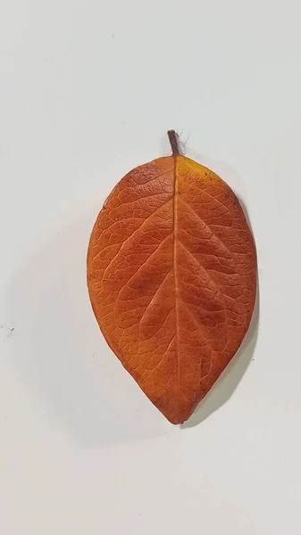Beautiful colorful autumn leaf isolated on white background. — Stock Photo, Image