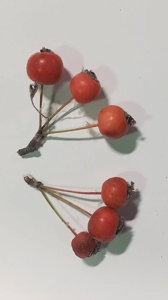 Pequeñas manzanas siberianas rojas Malus baccata sobre fondo blanco, orientación horizontal. — Foto de Stock