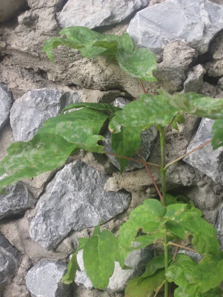 Stone tile. The Gray Stone Wall with Green Leaves on Branch. — Fotografia de Stock