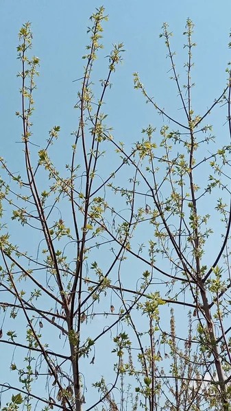 Há folhas verdes jovens em um ramo fino. A natureza ganha vida na primavera. Salgueiro. — Fotografia de Stock