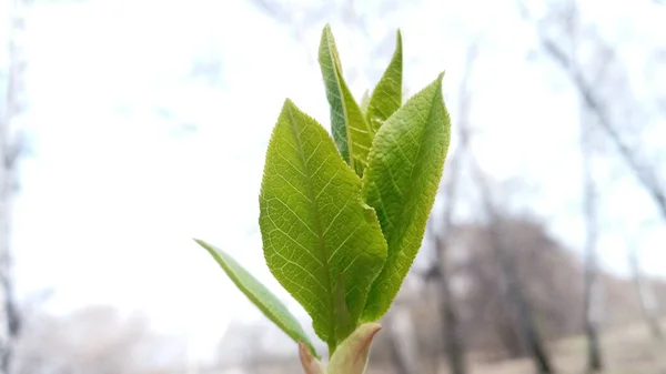 Es gibt junge grüne Blätter an einem dünnen Zweig. Die Natur erwacht im Frühling zum Leben. Weidenbaum. — Stockfoto