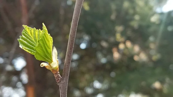 Foco seletivo. O ramo de vidoeiro fecha-se no início da primavera. Folhas e botões pequenos. Fundo desfocado. — Fotografia de Stock