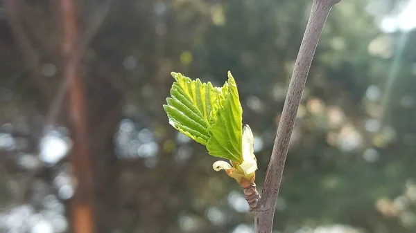 Concentration sélective. La branche de bouleau ferme au début du printemps. Petites feuilles et bourgeons. Fond flou. — Photo