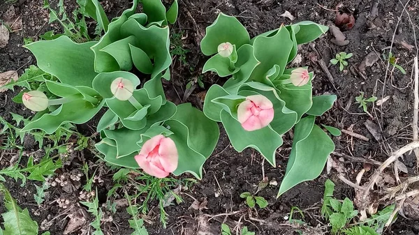 Grüne, geschlossene Tulpenknospen im Frühlingsgarten. — Stockfoto