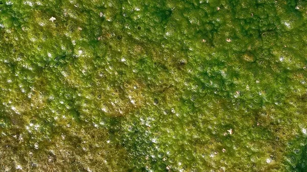藻類と汚染水の背景。緑の色。自然を守ることがコンセプトです。. — ストック写真