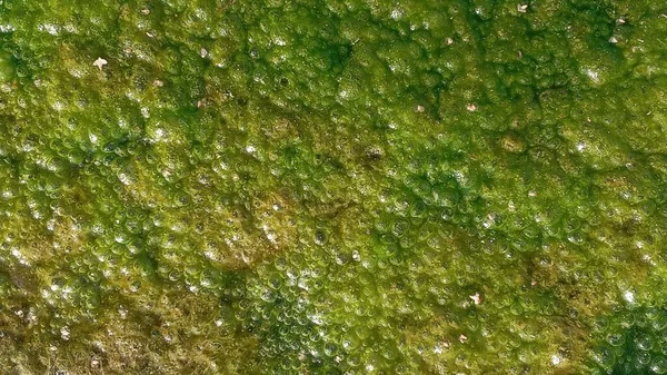 Naturalne Teksturowane Tło Tło Zanieczyszczonej Wody Glonami Zielone Kolory Chodzi — Zdjęcie stockowe