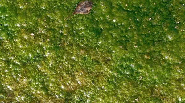 Bakgrund med förorenat vatten med alger. Gröna färger. Konceptet är att bevara naturen. — Stockfoto