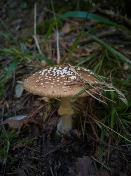 在森林里放飞无菌蘑菇 — 图库照片
