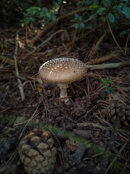 Muška Agarická Houba Lese — Stock fotografie